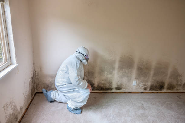 Best Crawl Space Mold Remediation  in Potosi, TX